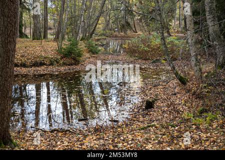 Automne ou automne. Des feuilles tombées autour du petit étang dans le parc populaire de Seurasaari, Helsinki, Finlande. Banque D'Images