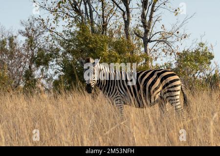 Zèbre des plaines (Equus quagga) dans les hautes herbes dorées près du coucher du soleil, Mabula, Afrique du Sud Banque D'Images