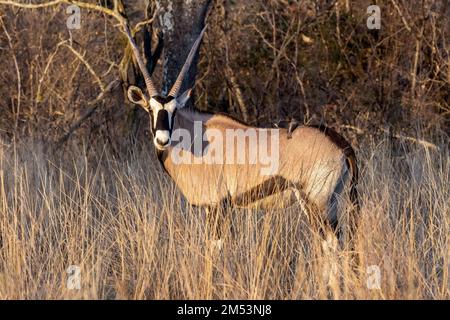 Gemsbok (Oryx gazella) dans les hautes herbes avec le bec jaune de l'oxpecker, Mabula Game Reserve, Afrique du Sud Banque D'Images