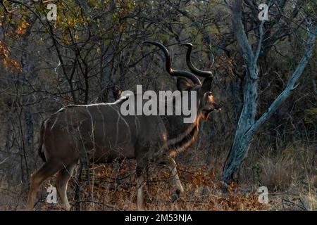 Kudu mâle avec de grandes cornes se déplaçant dans la forêt et attrapant les derniers rayons du soleil, Mabula, Afrique du Sud Banque D'Images