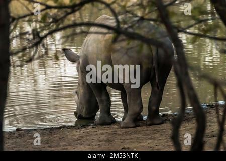 Rhinocéros blanc (Ceratotherium simum) boire avec des rides dans un trou d'eau, province de Limpopo, Afrique du Sud Banque D'Images