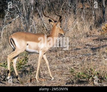 Impala mâle avec des cornes impressionnantes dans la végétation sèche, Mabula, Afrique du Sud Banque D'Images