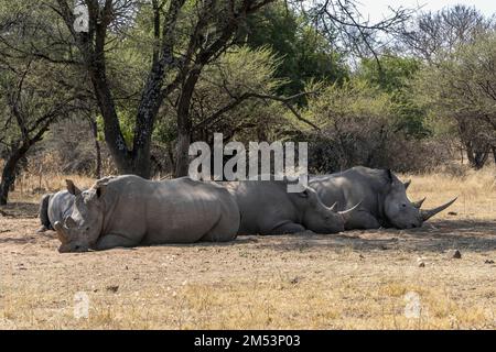 Accident de quatre rhinocéros blancs, dont un est partiellement décorné, à l'ombre, province de Limpopo, Afrique du Sud Banque D'Images