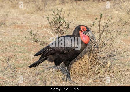 Mâle de charme du sud marchant dans l'herbe séchée, Mabula Ground Hornbill Project, Afrique du Sud Banque D'Images