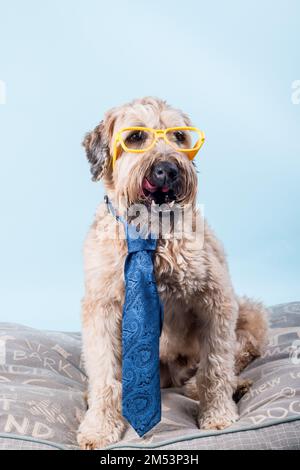 Portrait vertical de chien Wheaten Terrier à revêtement doux avec cravate bleue et lunettes jaunes assis sur un oreiller sur fond bleu Banque D'Images