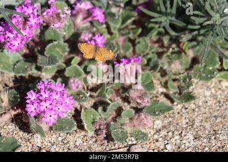 Inflorescences en grappes de capitates de racémoses à fleurs roses d'Abronia Villosa, Nyctaginaceae, herbe indigène annuelle dans le désert de la vallée de Borrego, automne. Banque D'Images