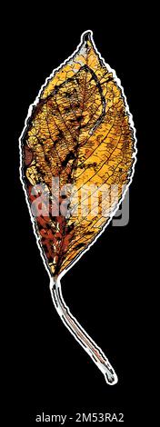 Un art numérique vertical d'une feuille de couleur automnale isolée sur fond noir Illustration de Vecteur