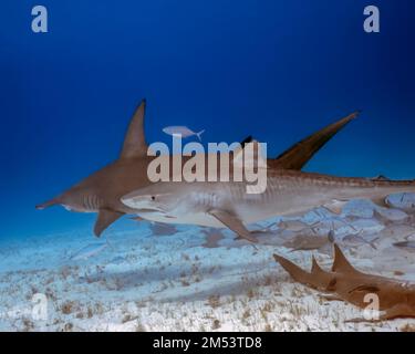 Un Grand Hammerhead (Sphyrna mokarran) et un requin tigre (Galeocerdo cuvier) à Bimini, Bahamas Banque D'Images