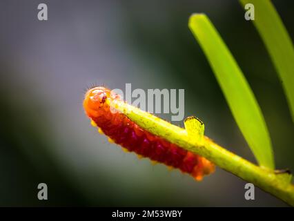 Photo macro d'un atala caterpilla sur une plante verte Banque D'Images