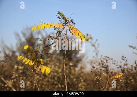 Plante avec des feuilles jaunes parmi les buissons secs Banque D'Images