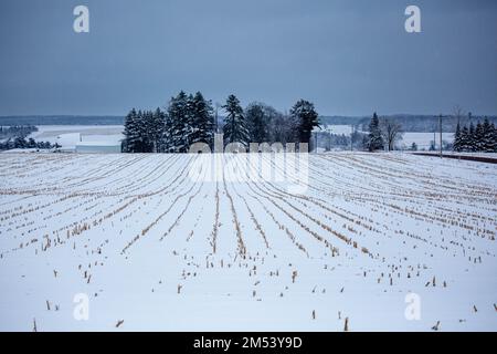 Champ de maïs récolté après une tempête de neige dans le Wisconsin en décembre, à l'horizontale Banque D'Images