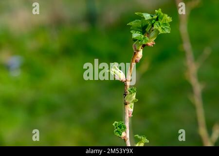 Arbustes de cassis ou de cassis (Ribes nigrum) en fleur au printemps. Le cassis est un arbuste (famille des Grosssulariaceae) connu pour ses baies Banque D'Images