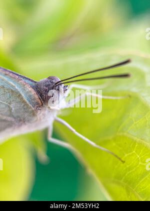 Photo macro du papillon émigrant marbré sur une feuille verte sur fond flou Banque D'Images