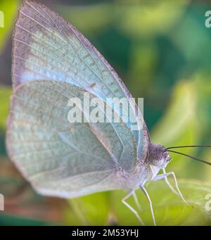 Photo macro du papillon émigrant marbré sur fond flou Banque D'Images