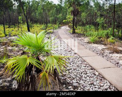 Fan Palm (Livistona humilis) par le chemin bien pavé et accessible à Buley Rockhole, les chutes de Florence, le parc national de Litchfield, territoire du Nord Banque D'Images