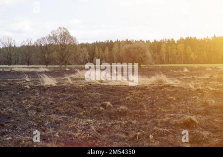 Catastrophes écologiques. Vue sur le champ avec l'herbe brûlée et la forêt au soleil. Banque D'Images