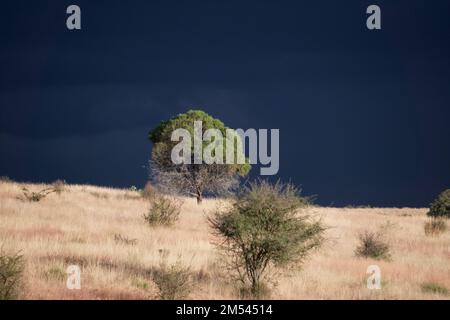 Un arbre solitaire attend la tempête Banque D'Images