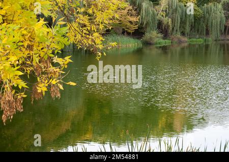 Paysage d'automne : canards sauvages nageant sur un lac de forêt calme, roseaux et saules au loin Banque D'Images