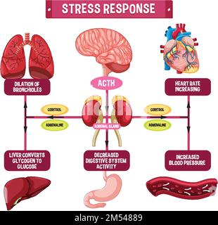 Illustration du schéma du système de réponse aux contraintes Illustration de Vecteur