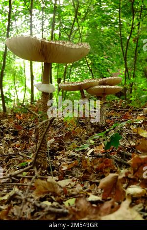 Spreewald en automne, champignons parasol (Macrolepiota procera), octobre, Brandebourg, Allemagne Banque D'Images