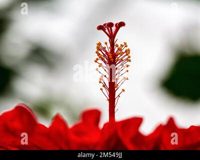 Hibiscus rouge (Hibiscus), détail de la fleur, rétro-éclairage Banque D'Images