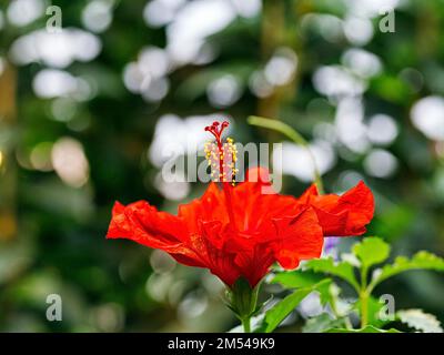 Hibiscus rouge (Hibiscus), détail de la fleur, rétro-éclairage Banque D'Images