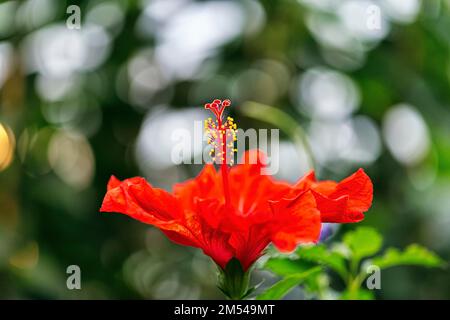 Hibiscus rouge (Hibiscus), détail de la fleur, rétro-éclairage Banque D'Images