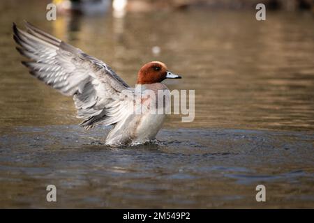 Le donjon eurasien (Mareca penelope), drake, sur le petit lac, Hambourg, Allemagne Banque D'Images