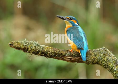 kingfisher commun (Alcedo atthis), homme sur branche mossy sur perche, Wilden, Rhénanie-du-Nord-Westphalie, Allemagne Banque D'Images