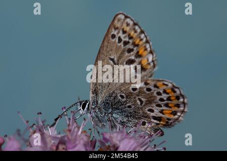 Bleu de Reverdin avec des ailes fermées assis sur des fleurs roses suçant à gauche de voir contre le ciel bleu Banque D'Images