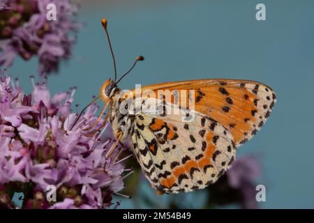 Papillon Melitaea rouge avec ailes fermées assis sur une fleur rose regardant à gauche contre le ciel bleu Banque D'Images