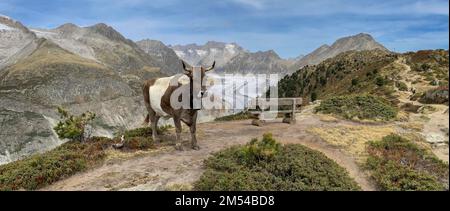 Pâturage des vaches, derrière le Grand glacier d'Aletsch, panorama alpin, Haerdernagrat, Riederalp, Bettmeralp, Valais, Suisse Banque D'Images