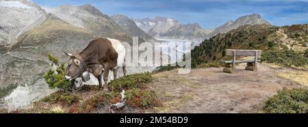 Pâturage des vaches, derrière le Grand glacier d'Aletsch, panorama alpin, Haerdernagrat, Riederalp, Bettmeralp, Valais, Suisse Banque D'Images