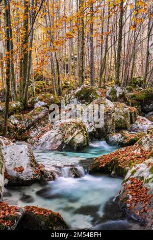 Forêt d'automne avec cours d'eau de la Lepenjica, Lepena, vallée de la Soca, Bovec, Parc National Triglav, Slovénie Banque D'Images