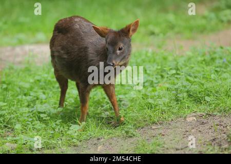 pudu Sud (Pudu puda), captif Banque D'Images