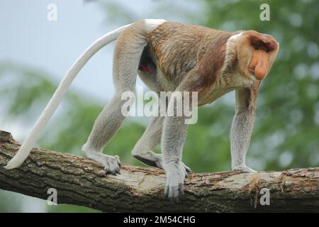 Singe proboscis (Nasalis larvatus), adulte, mâle, captif Banque D'Images