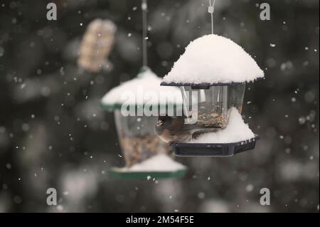 Junco aux yeux sombres (Junco hyemalis) - à un mangeoire à oiseaux suspendu dans la neige. Banque D'Images