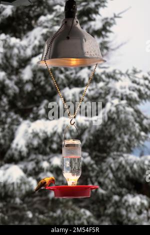 Mangeoire à colibris avec lumière au-dessus pour empêcher le liquide de geler pendant l'hiver froid. Banque D'Images