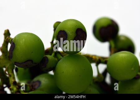 Tache noire, ou maladie d'anthracnose des vignes causée par le champignon Elsinoe ampelina. Banque D'Images