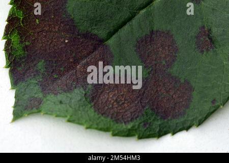 Un gros plan d'une feuille de rose affectée par la maladie de tache noire. C'est la maladie la plus grave des roses causée par un champignon, Diplocarpon rosae. Banque D'Images
