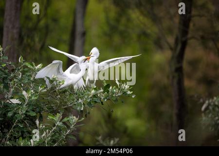 Le petit Egret adulte se nourrit, les beaks s'envenient, ses jeunes grandissants ont faim alors qu'il est perché sur un arbre dans une colonie reproductrice à Surfers Paradise en Australie. Banque D'Images