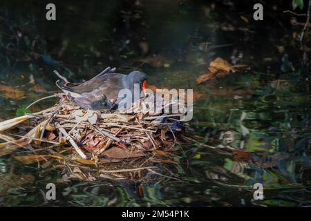 Une moorhen et un poussin adultes au crépuscule présentant des comportements de nidification dans le sanctuaire d'oiseaux et de nature de Macintosh Park à Surfers Paradise, Queensland, Australie. Banque D'Images