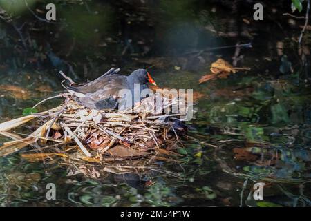 Une moorhen et un poussin adultes au crépuscule présentant des comportements de nidification dans le sanctuaire d'oiseaux et de nature de Macintosh Park à Surfers Paradise, Queensland, Australie. Banque D'Images