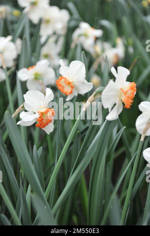 Les jonquilles blanches, jaunes et oranges à grosses coupelles (Narcisse) cercles de feu fleurissent dans un jardin en avril Banque D'Images