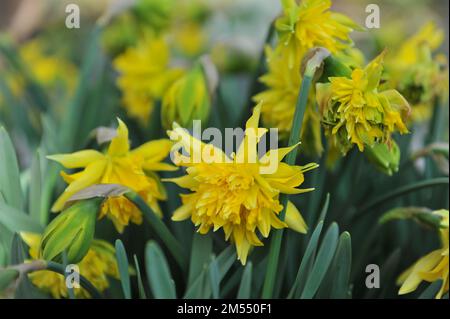 Jaune double jonquilles (Narcisse) Rip Van Winkle fleurissent dans un jardin en avril Banque D'Images