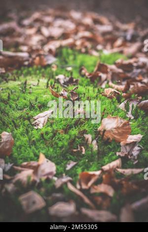 Gros plan de la mousse qui grandit en automne bois concept photo Banque D'Images