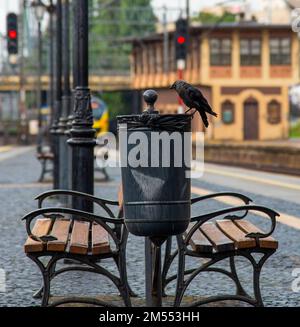 Jackdaw se trouve sur un conteneur à ordures en métal. Gare et rails à Gdynia, Pologne Banque D'Images