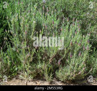 Lavande espagnole, Lavandula stoechhas. Photo prise dans les montagnes de Guadarrama, la Pedriza, Madrid, Espagne Banque D'Images