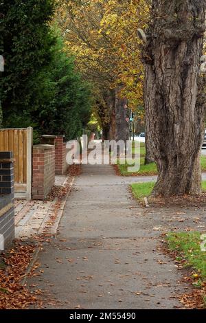 Une photo verticale d'un sentier vide entouré d'arbres d'automne. Banque D'Images