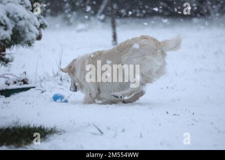 Mignon Golden Retriever courir et jouer dans la neige Banque D'Images